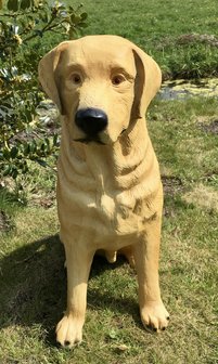 Labrador hond beeld zittend blond