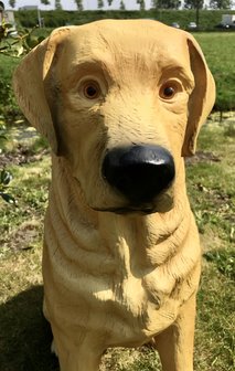 Labrador hond beeld zittend blond