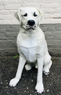 Labrador hond beeld zittend blond