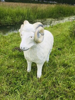 ram schaap beeld 