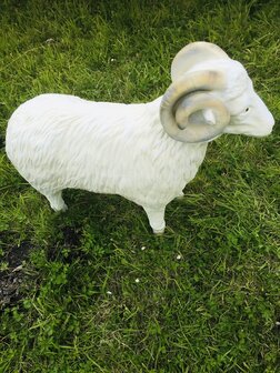 ram schaap beeld 