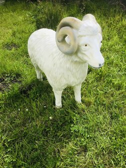 ram schaap beeld 