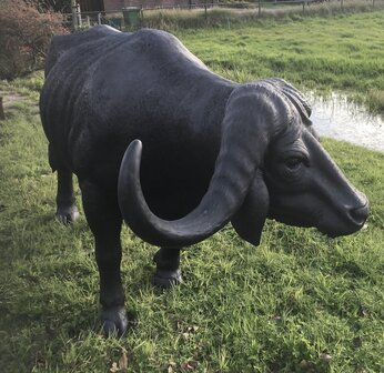 Afrikaanse waterbuffel life size