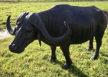 Afrikaanse waterbuffel life size