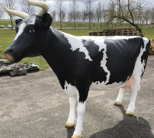 koe Holstein Frisian 