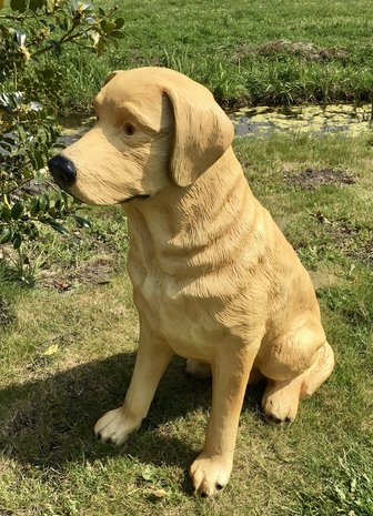 Labrador hond beeld zittend blond