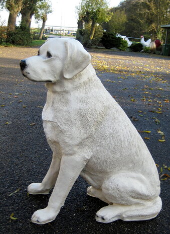 Labrador hond beeld zittend blond