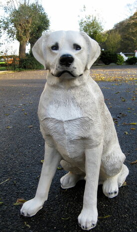 Labrador hond beeld zittend blond