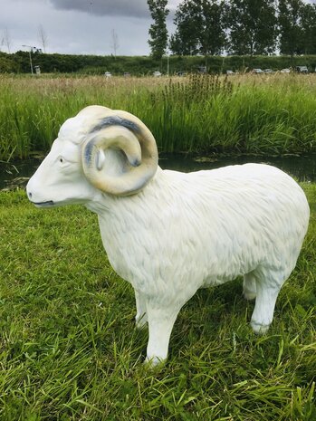 ram schaap beeld 