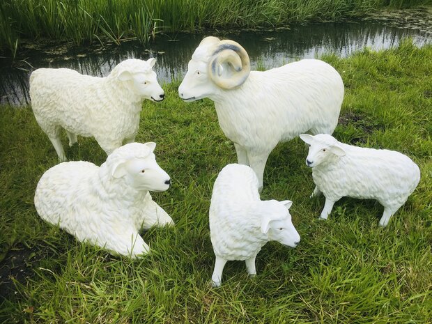 ram schaap beeld 