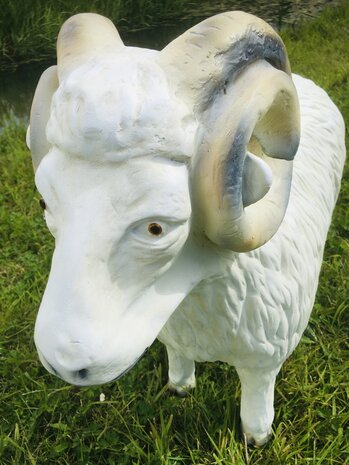 ram schaap beeld 