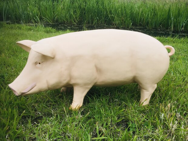 varken beeld natuur 