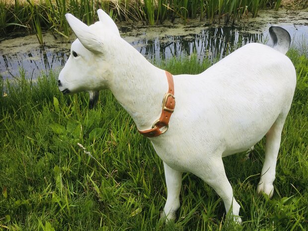 Geit - melkgeit met halsband 