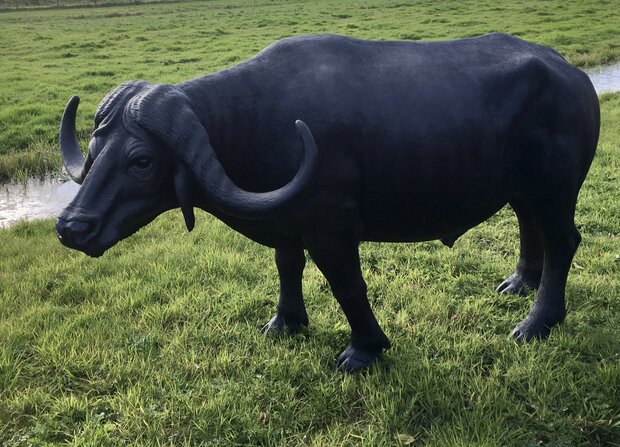 Afrikaanse waterbuffel life size