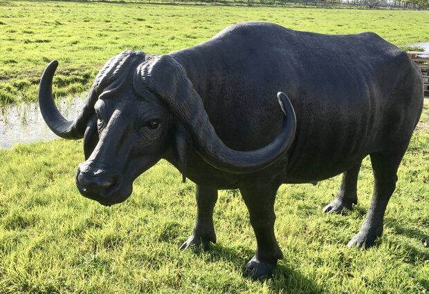 Afrikaanse waterbuffel life size