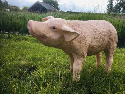varkens beeld staand  76 cm