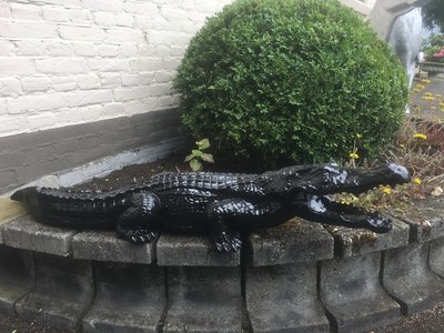 Krokodil beeld 110 cm zwart hoogglans